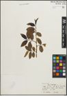 Foto von Salix pentandra L.